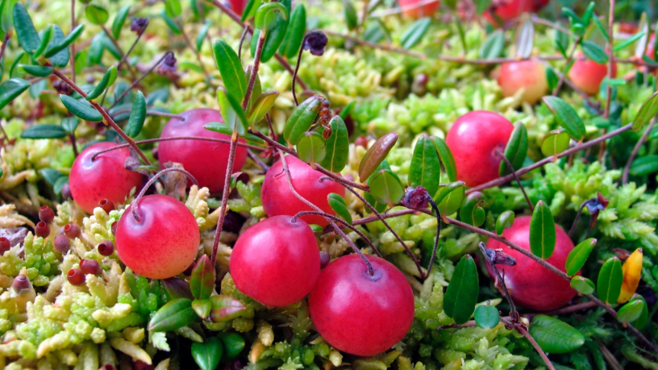 Cranberries Health Benefits